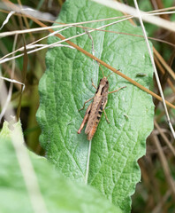 Gomphocerippus rufus