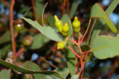 Eucalyptus incrassata