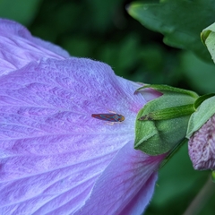 Graphocephala coccinea