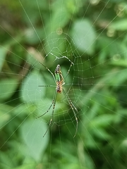 Leucauge decorata