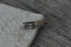 Moodna ostrinella