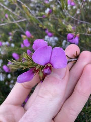 Gompholobium scabrum