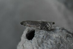 Euzophera semifuneralis