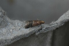 Eulogia ochrifrontella