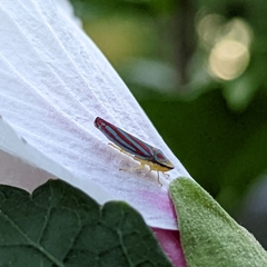 Graphocephala coccinea