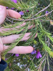 Gompholobium scabrum