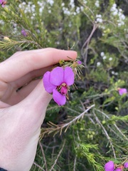 Gompholobium scabrum