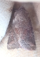 Lacinipolia meditata