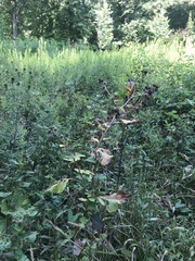 Arctium lappa