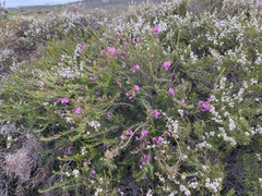 Gompholobium scabrum