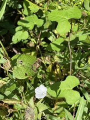Ipomoea lacunosa