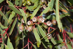 Eucalyptus incrassata