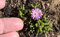 Trichodiadema occidentale