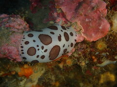 Peltodoris atromaculata