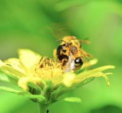 Andrena helianthi