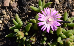 Trichodiadema occidentale