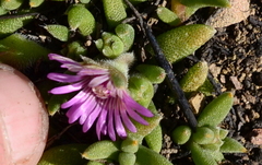 Trichodiadema occidentale