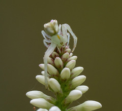 Sidymella rubrosignata