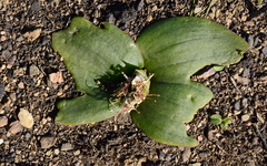 Massonia