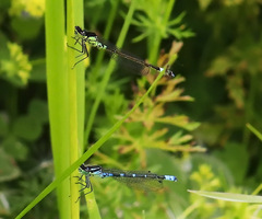 Coenagrion armatum