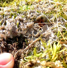 Peltigera rufescens