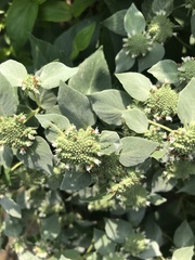 Pycnanthemum muticum