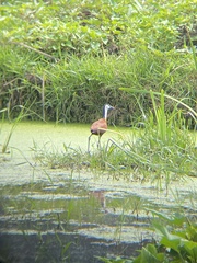 Actophilornis africanus