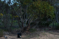 Eucalyptus incrassata