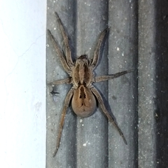 Lycosa erythrognatha