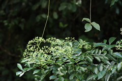 Zanthoxylum avicennae