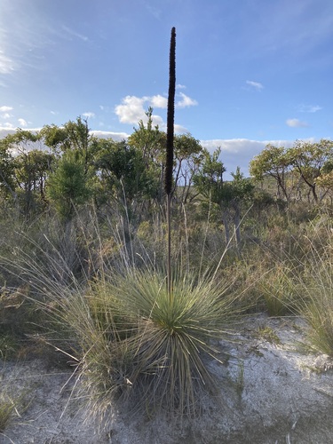 Image of Baarl (Xanthorrhoea platyphylla) by (c) Thomas Mesaglio, some rights reserved (CC BY)