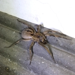 Lycosa erythrognatha