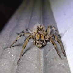 Lycosa erythrognatha