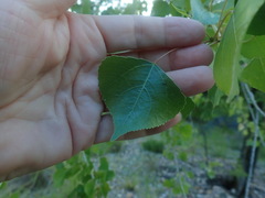Populus fremontii