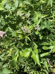 Mikania scandens
