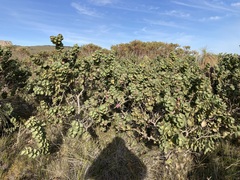 Hakea cucullata