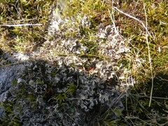 Peltigera rufescens