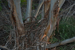 Eucalyptus odorata