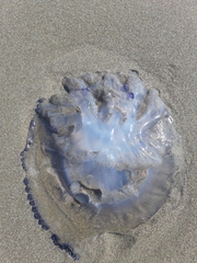 Rhizostoma pulmo