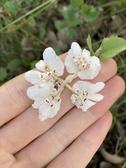 Xanthosia rotundifolia