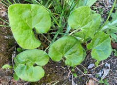 Asarum caudatum