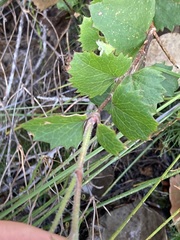Xanthosia rotundifolia