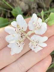 Xanthosia rotundifolia