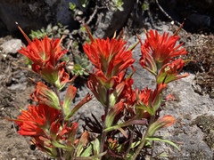 Castilleja hispida hispida