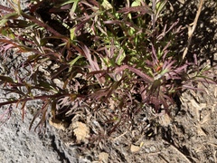 Castilleja hispida hispida