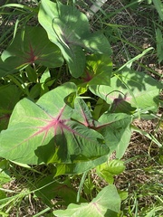 Caladium bicolor