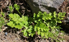 Cryptogramma cascadensis