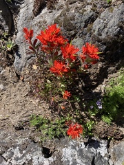 Castilleja hispida hispida