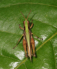 Orphulella