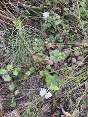 Xanthosia rotundifolia